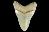 Serrated, Fossil Megalodon Tooth - Aurora, North Carolina #178101-1